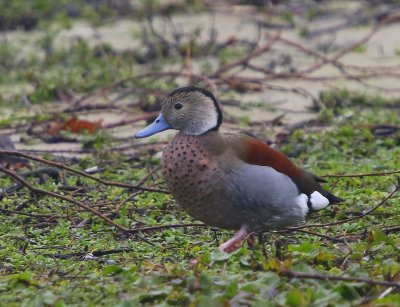 Ringtaling - Ringed Teal