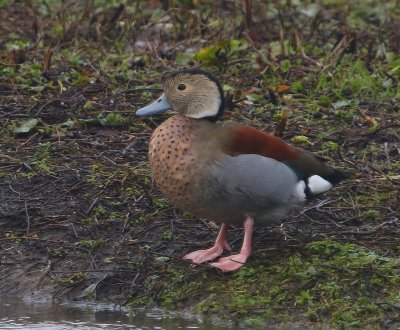 Ringtaling - Ringed Teal