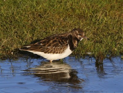 Steenloper - Ruddy Turnstone
