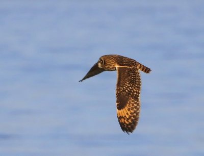 Velduil - Short-eared Owl