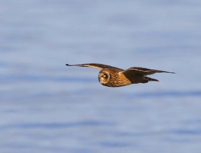 Velduil - Short-eared Owl