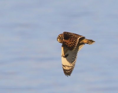 Velduil - Short-eared Owl