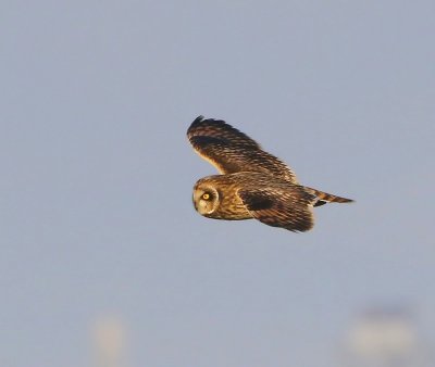 Velduil - Short-eared Owl