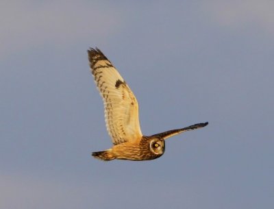 Velduil - Short-eared Owl