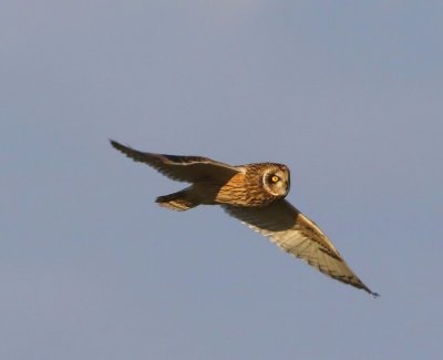 Velduil - Short-eared Owl