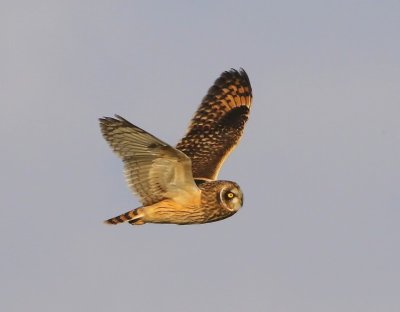 Velduil - Short-eared Owl