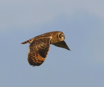 Velduil - Short-eared Owl