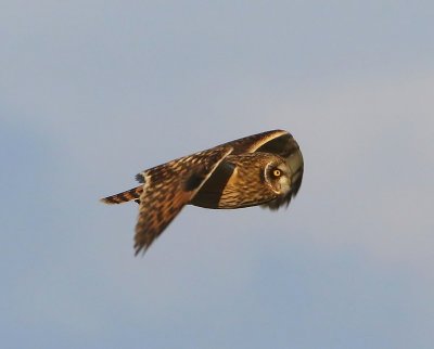 Velduil - Short-eared Owl