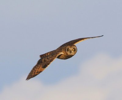 Velduil - Short-eared Owl