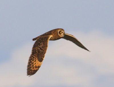 Velduil - Short-eared Owl
