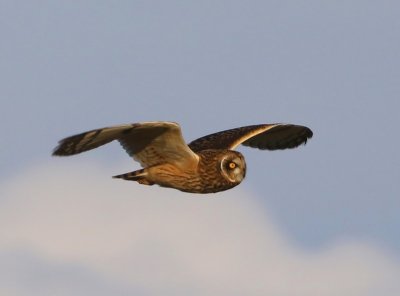 Velduil - Short-eared Owl