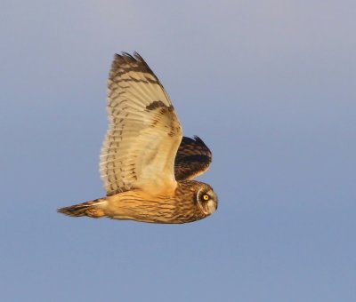 Velduil - Short-eared Owl