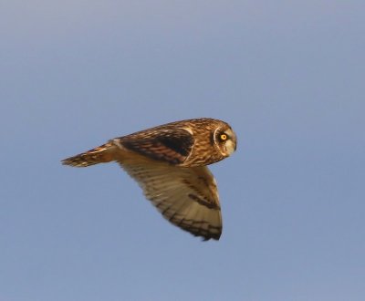 Velduil - Short-eared Owl