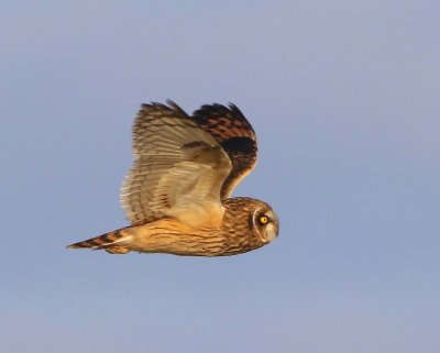 Velduil - Short-eared Owl