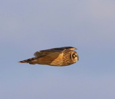 Velduil - Short-eared Owl