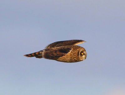 Velduil - Short-eared Owl