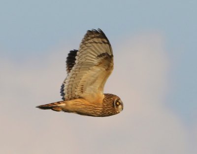 Velduil - Short-eared Owl