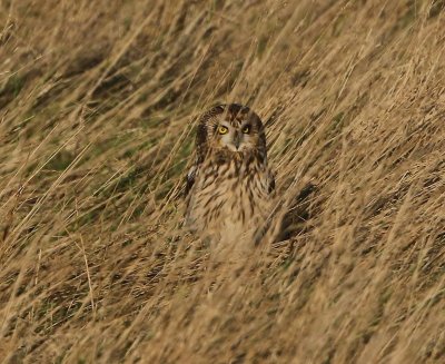 Velduil - Short-eared Owl