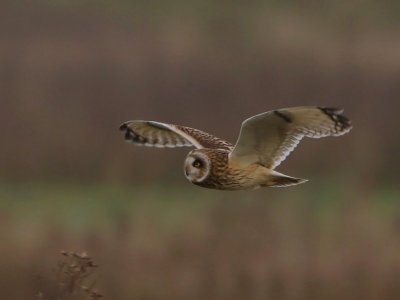 Velduil - Short-eared Owl