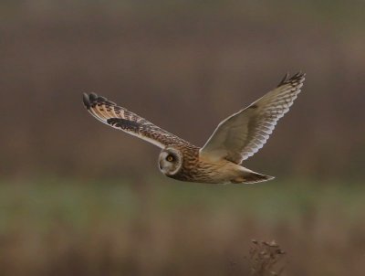 Velduil - Short-eared Owl