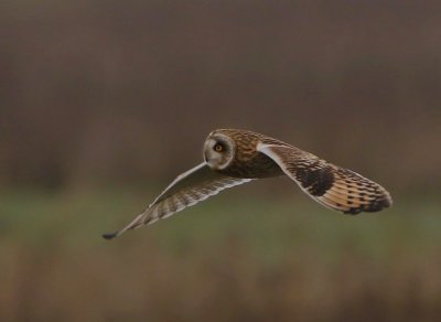 Velduil - Short-eared Owl