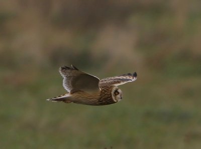 Velduil - Short-eared Owl