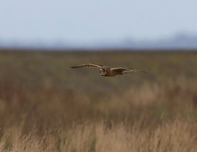 Velduil - Short-eared Owl