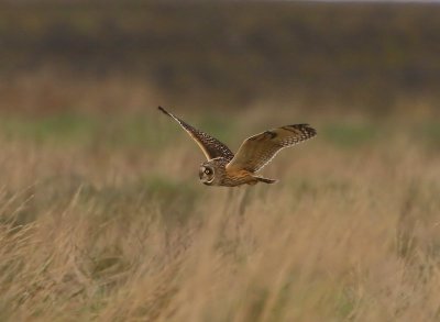 Velduil - Short-eared Owl