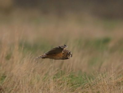 Velduil - Short-eared Owl