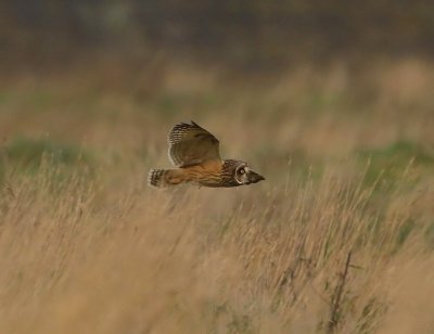 Velduil - Short-eared Owl