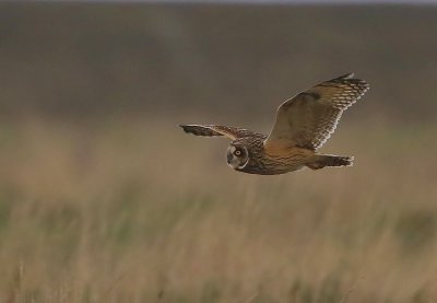Velduil - Short-eared Owl