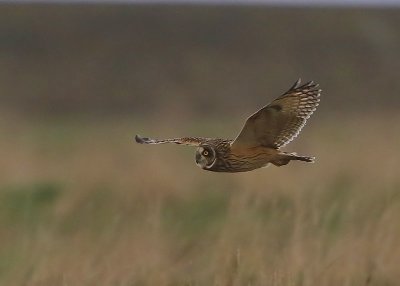 Velduil - Short-eared Owl
