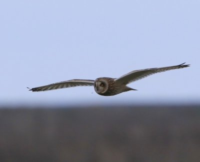 Velduil - Short-eared Owl
