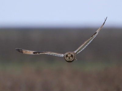 Velduil - Short-eared Owl