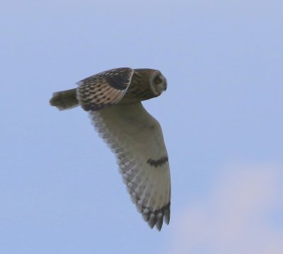Velduil - Short-eared Owl