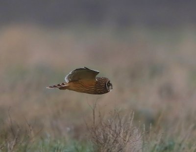 Velduil - Short-eared Owl