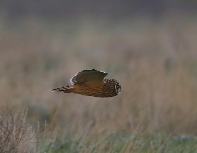 Velduil - Short-eared Owl
