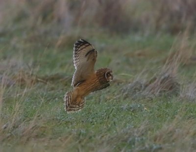 Velduil - Short-eared Owl
