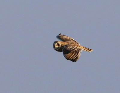 Velduil - Short-eared Owl