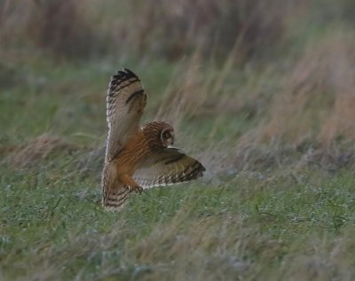Velduil - Short-eared Owl