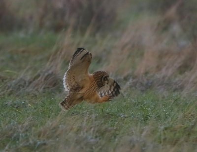 Velduil - Short-eared Owl