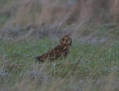 Velduil - Short-eared Owl