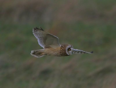 Velduil - Short-eared Owl