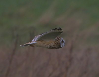 Velduil - Short-eared Owl
