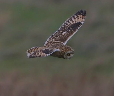 Velduil - Short-eared Owl