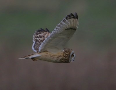 Velduil - Short-eared Owl