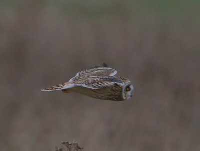 Velduil - Short-eared Owl