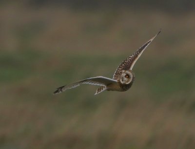 Velduil - Short-eared Owl