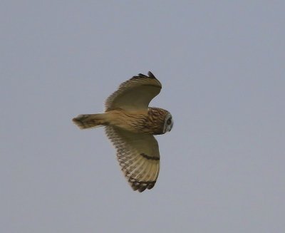 Velduil - Short-eared Owl