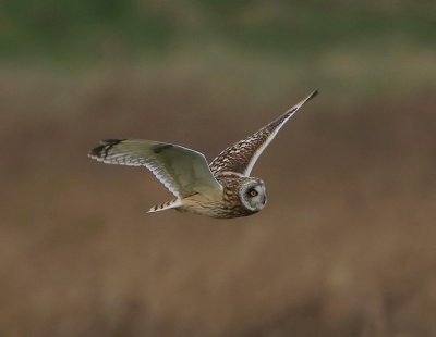 Velduil - Short-eared Owl